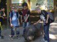 /album/wildpark-schwarze-berge-01-10-2011/hpim1735-jpg/